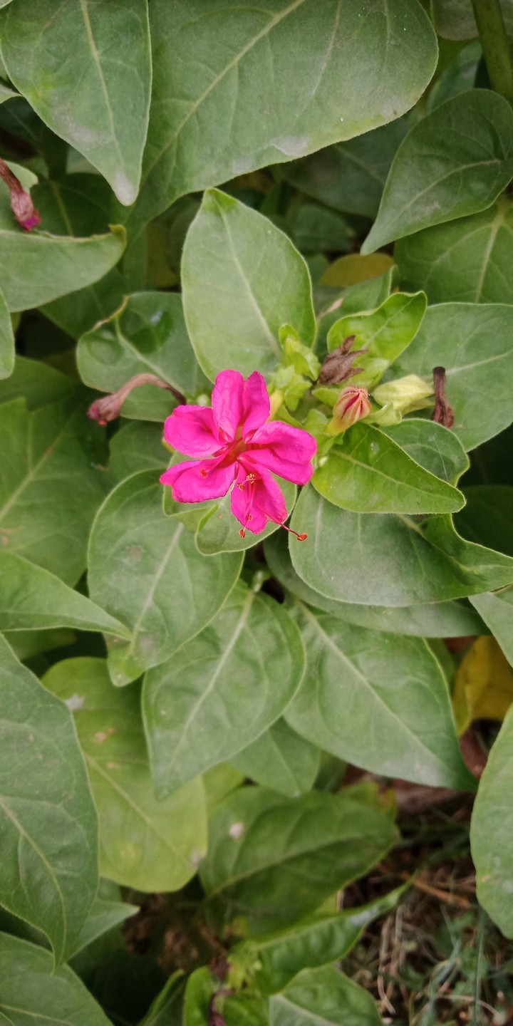 pink flower