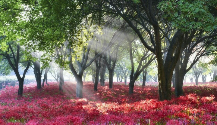 Beauty of Nature