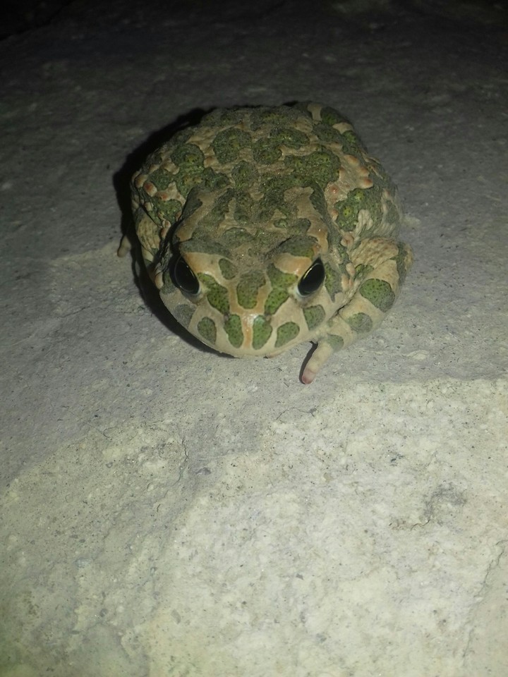 frog night