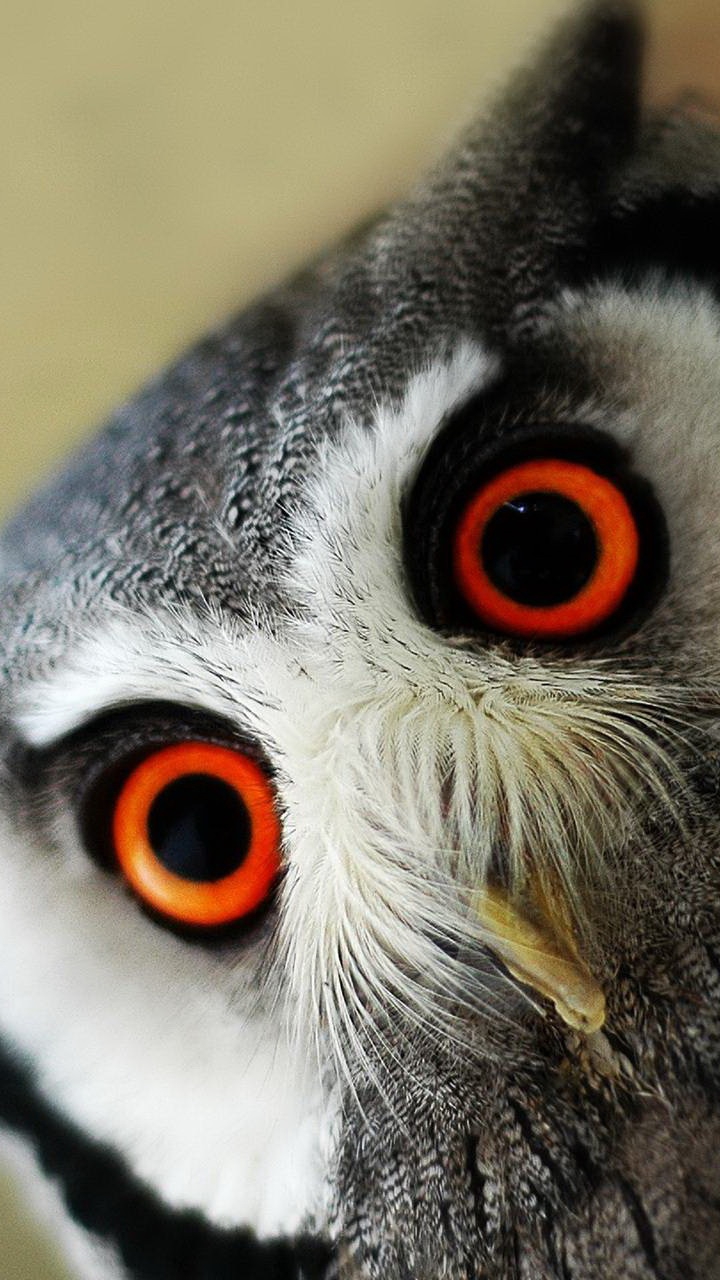 owl