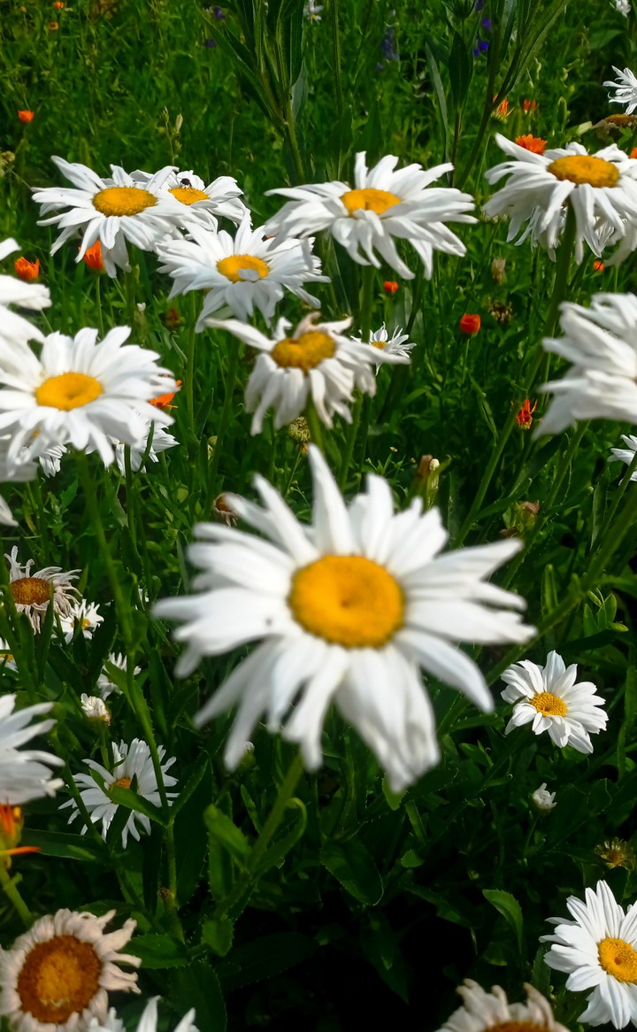 big daisies