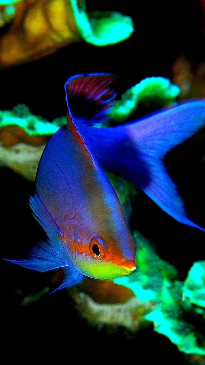rainbow fish