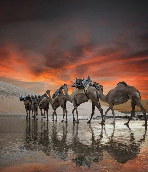 landscape, herd वॉलपेपर