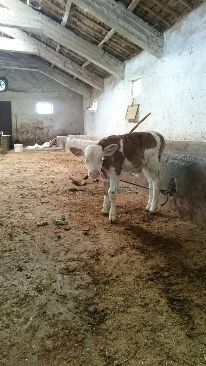 cute baby cow 