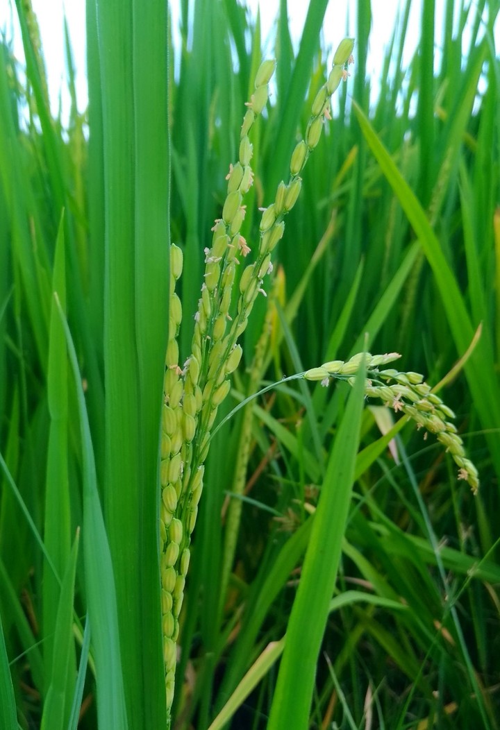 Beautiful green rice