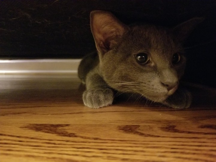 Cat