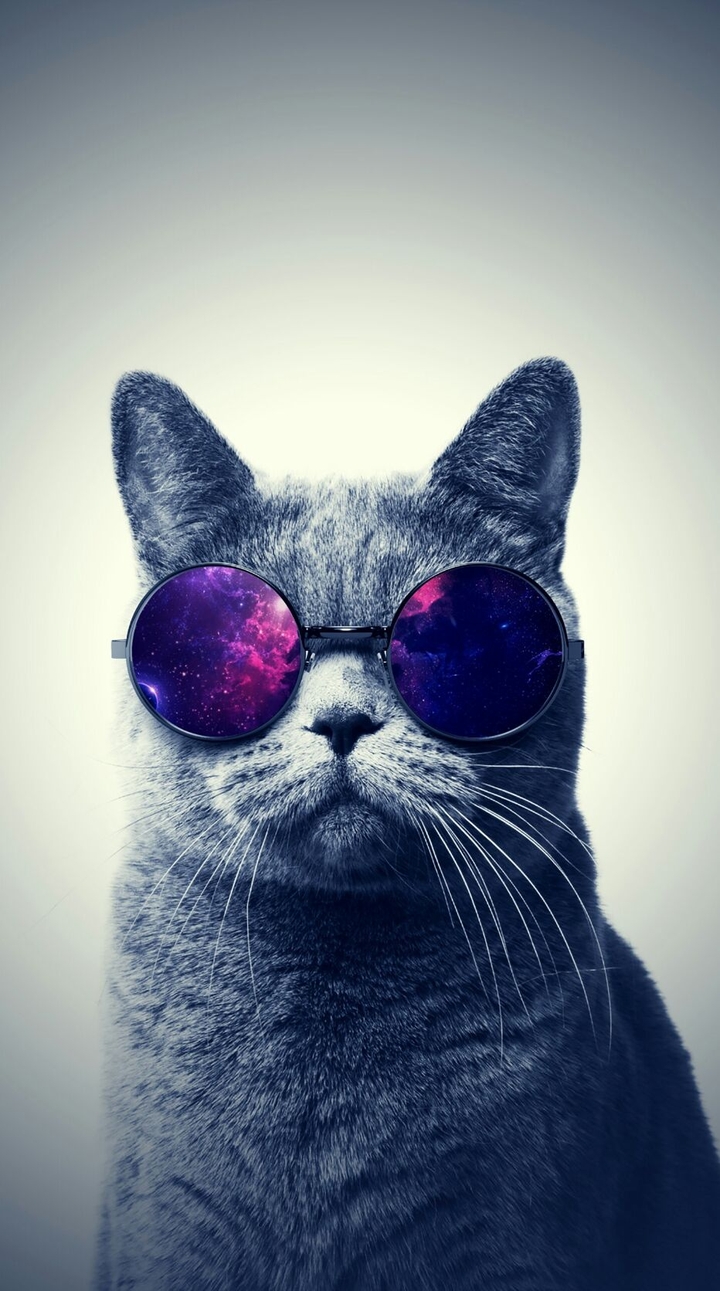 Happy cat
