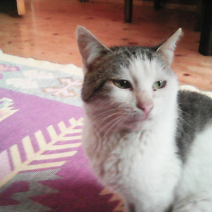 cat