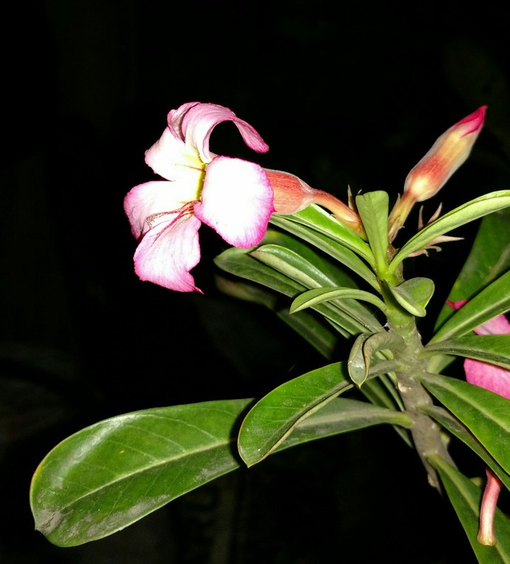 night photography