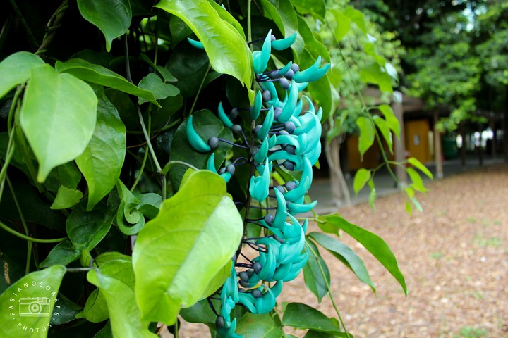 flor de jade
