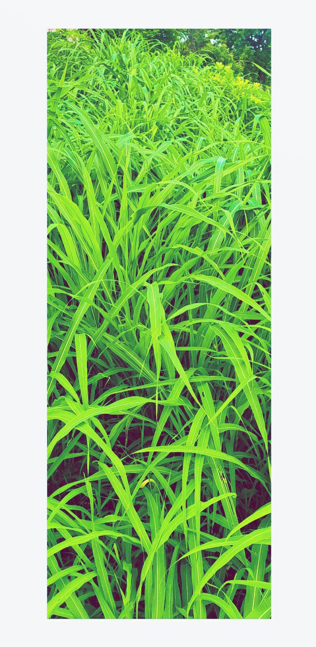 GRASS_GREEN