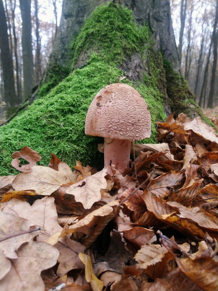 mushroom