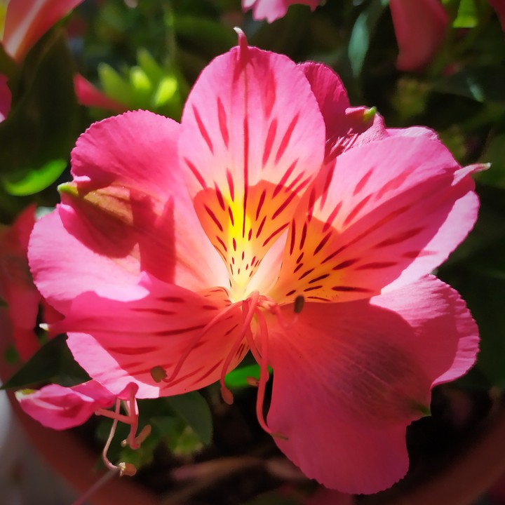 Flor752