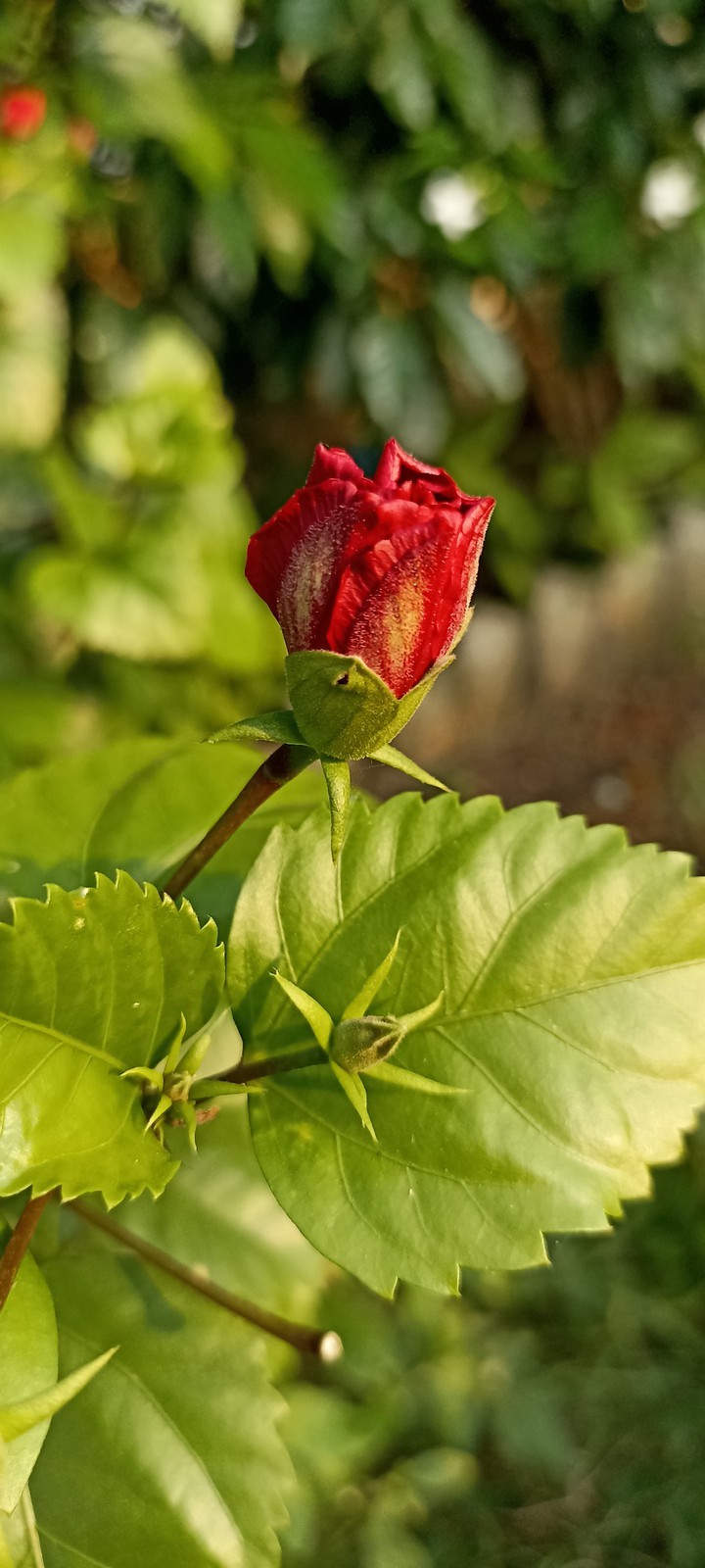 Bud