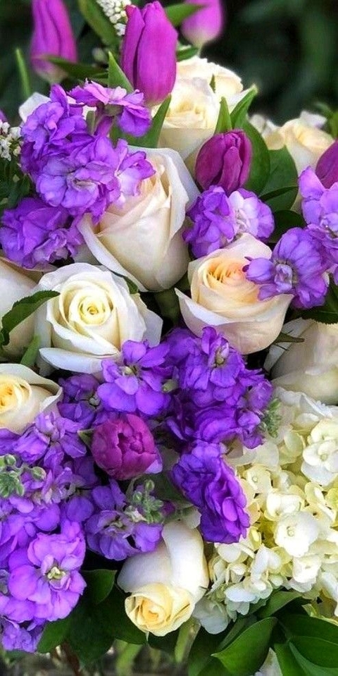 violet, White achtergronden