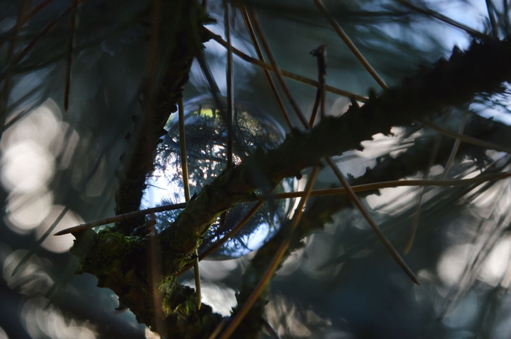 pine needles