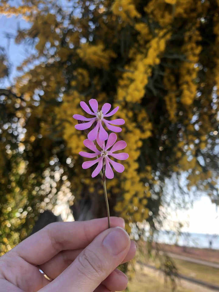 flower