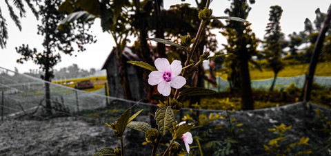 plant, branch Hintergrundbilder