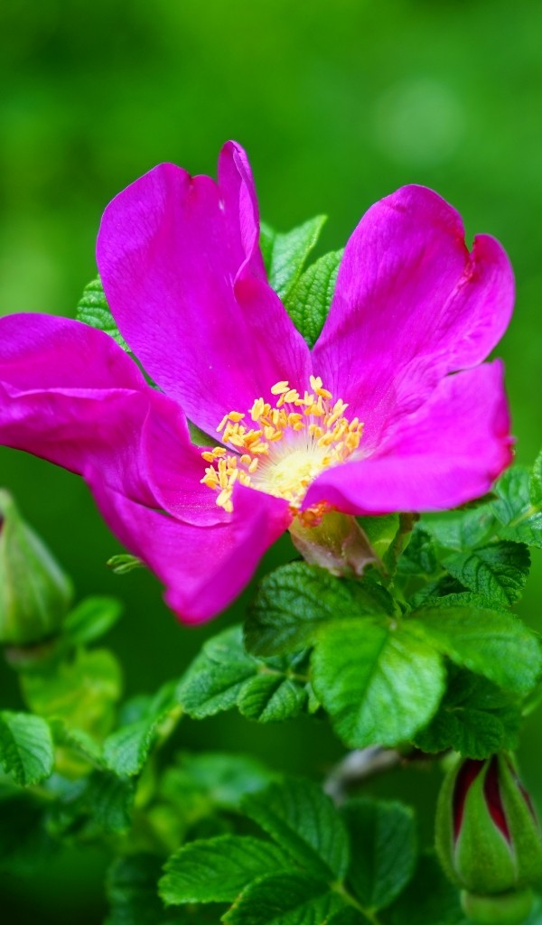 Rosa