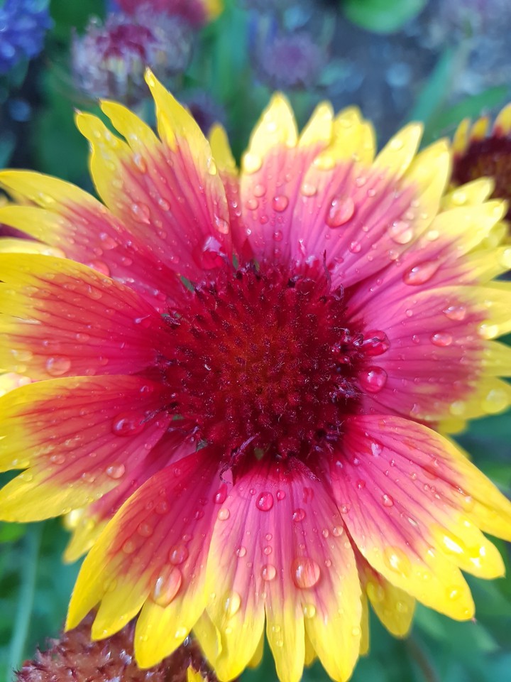 raindrop in flower