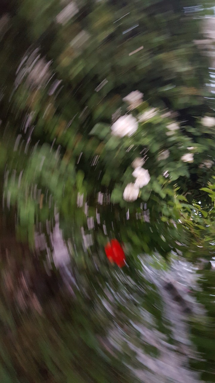 Rosentornado....