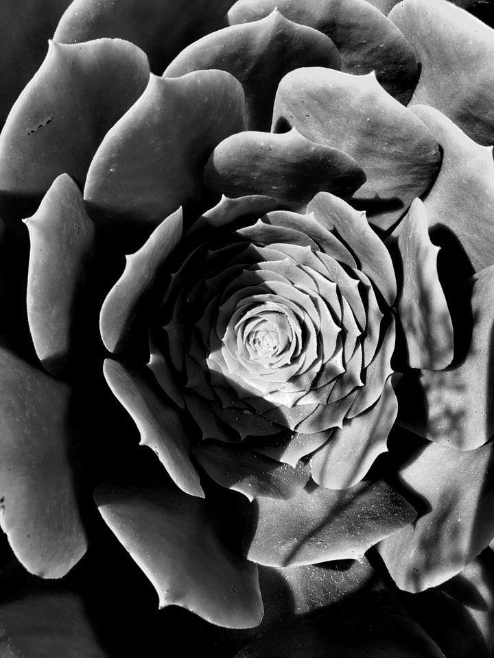 Black&white plant