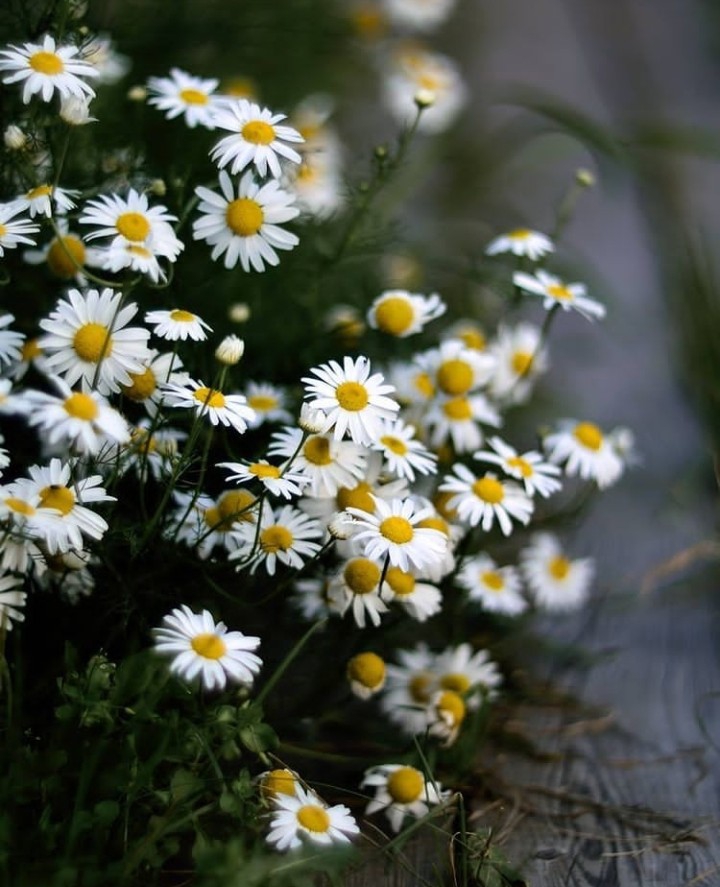 Daisies