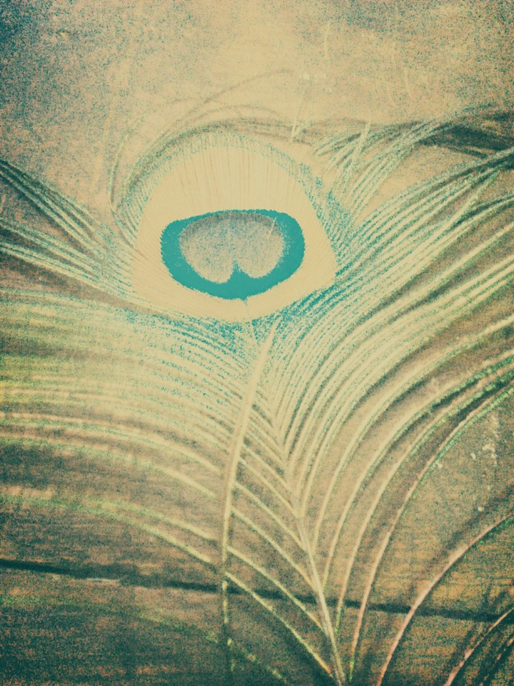 peacock's feather