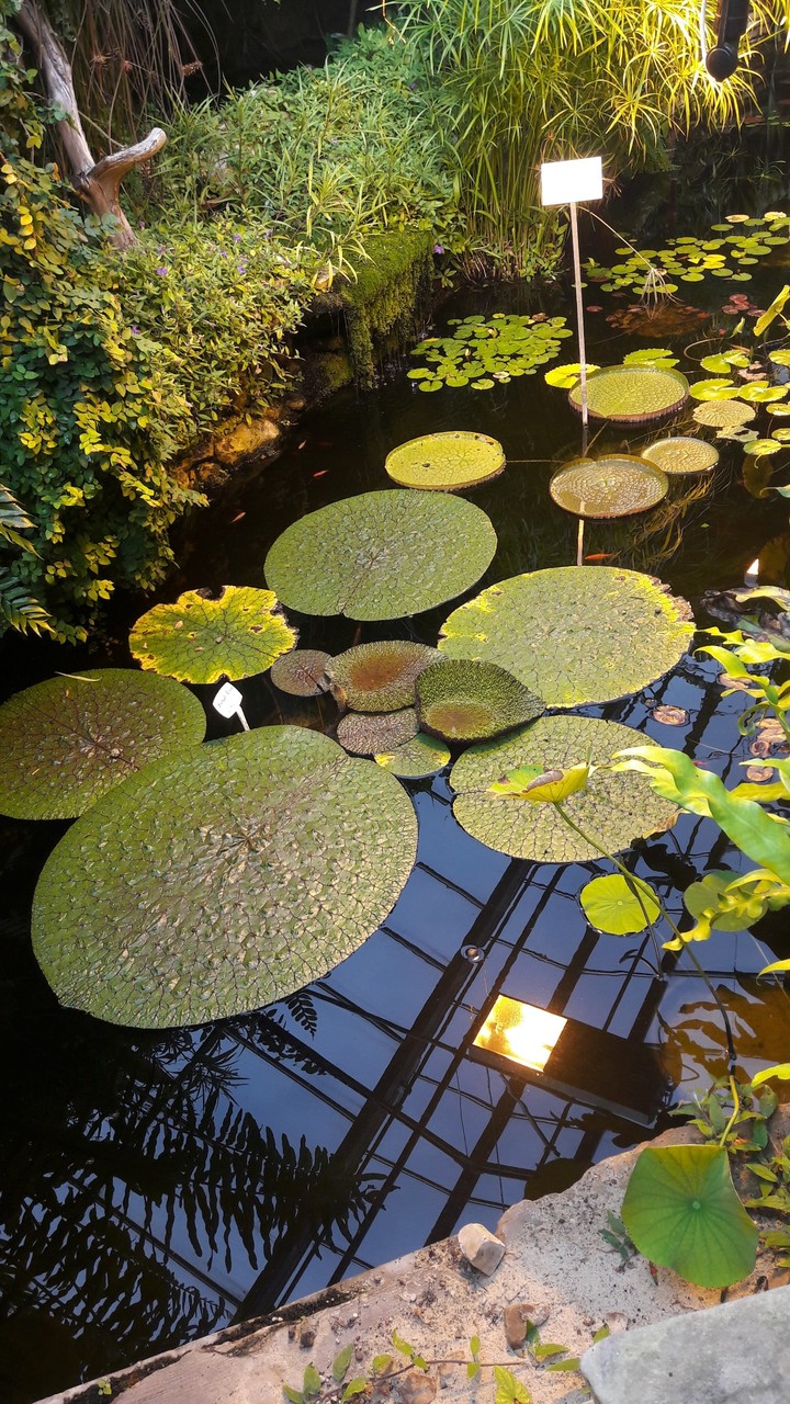 Just same plants on water no big deal O.o