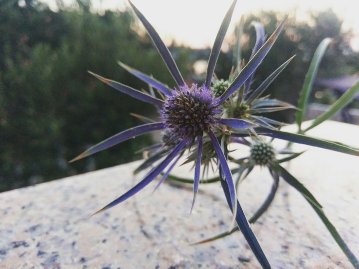 Arctium lappa