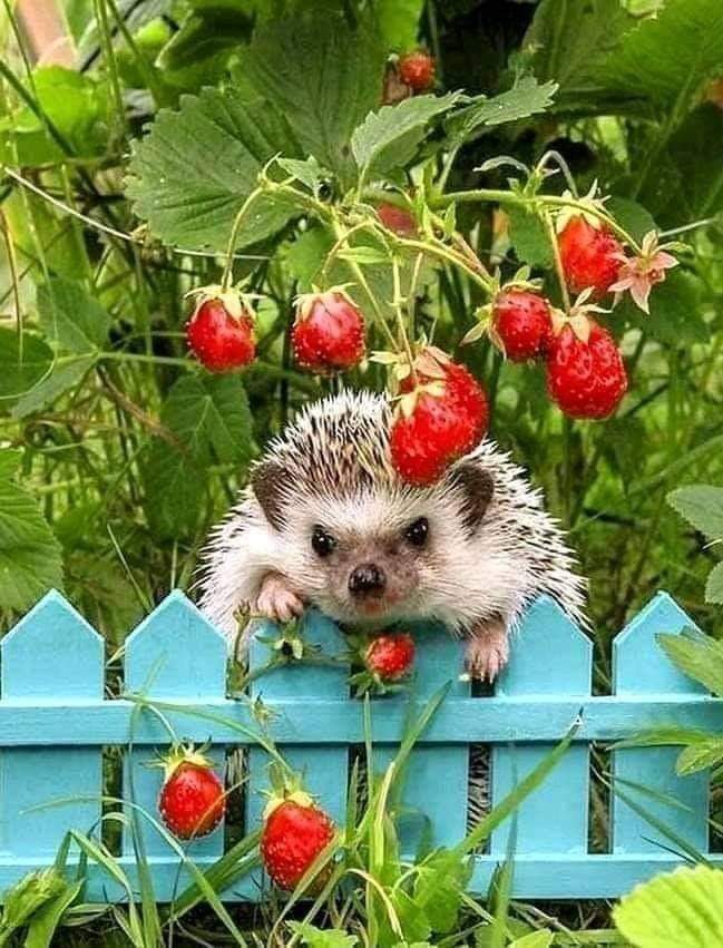 Hello