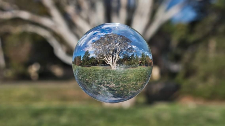 Tree ball