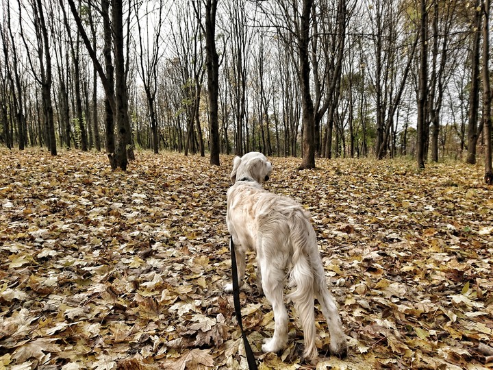 golden retriever