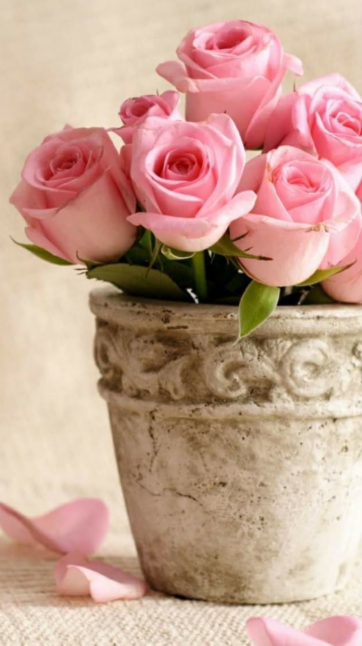 rozes