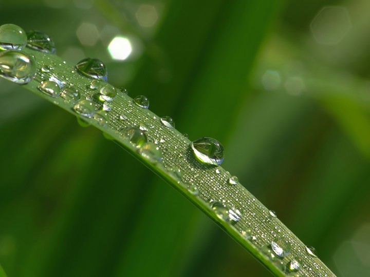 Rain drop