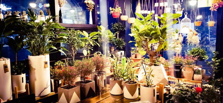 plants