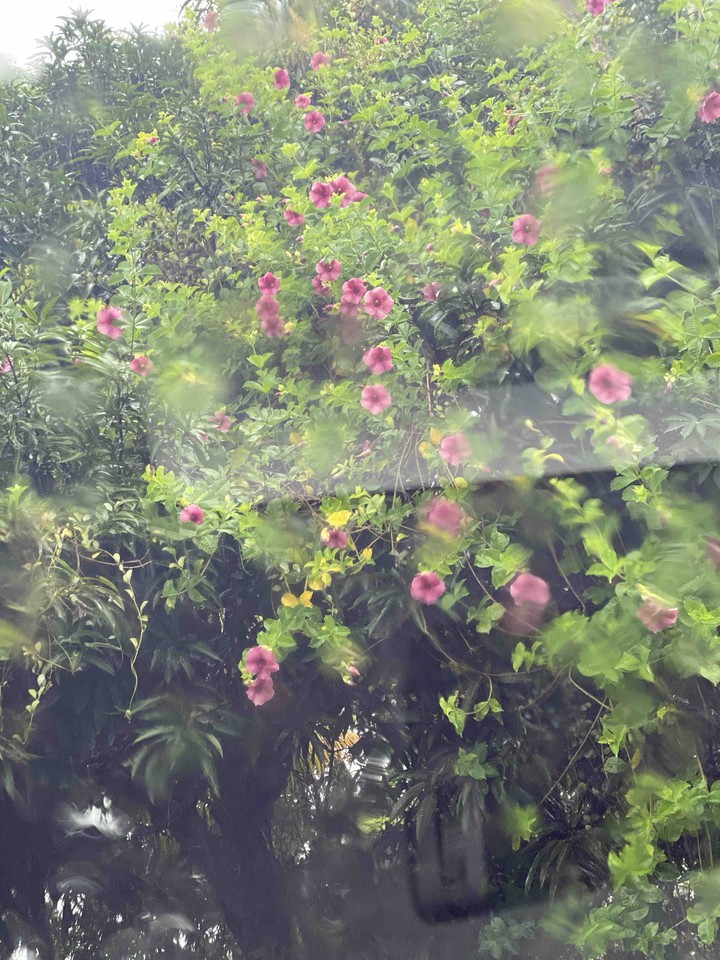 Belleza bajo lluvia