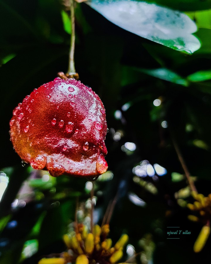 fruit
