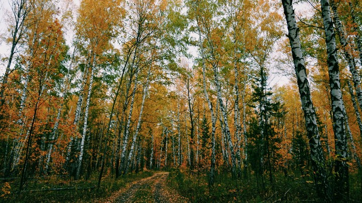 Russian forest
