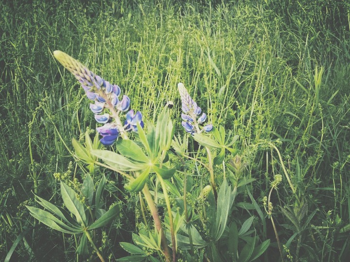 Lupins