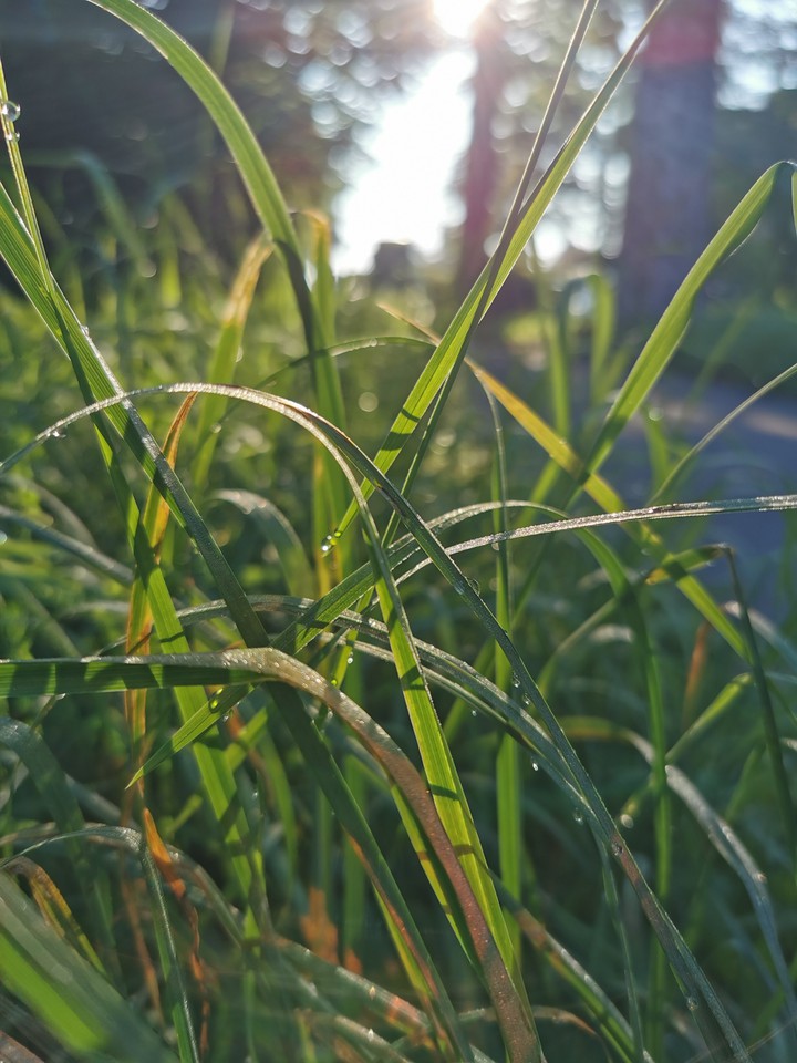 gras
