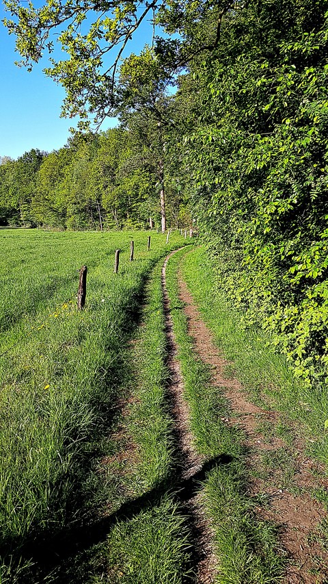 Dutch grasslands