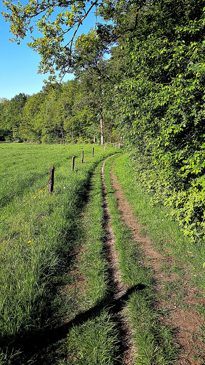 Dutch grasslands
