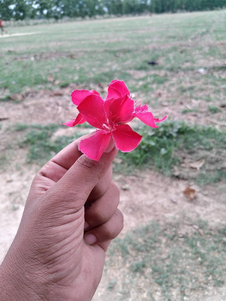 Oleander flower