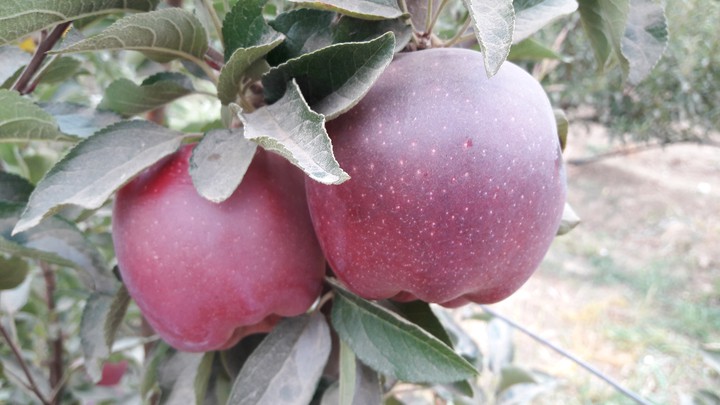 apple