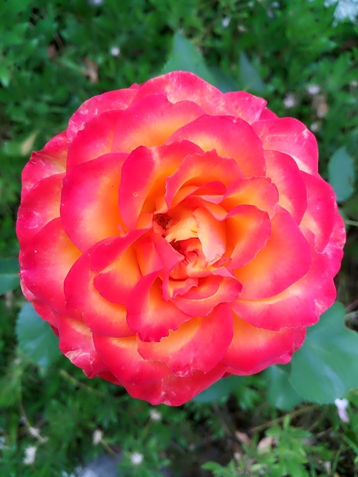 Pretty rose
