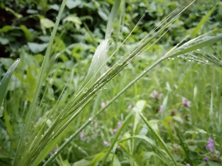 rain and grass
