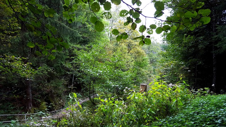 black forest jungel Germany