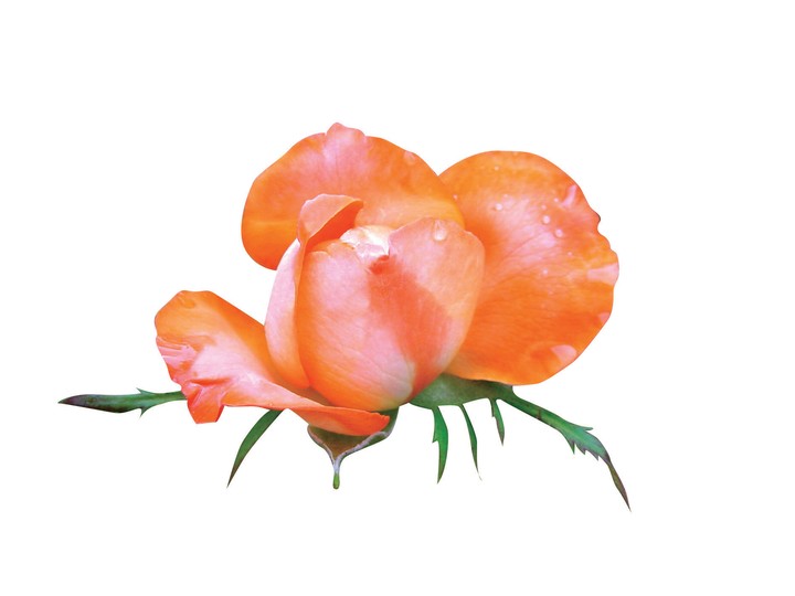 식물이미지