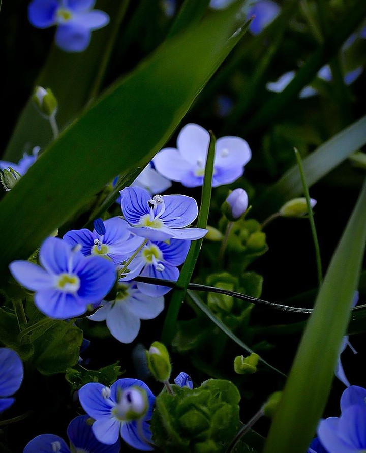 Veronica